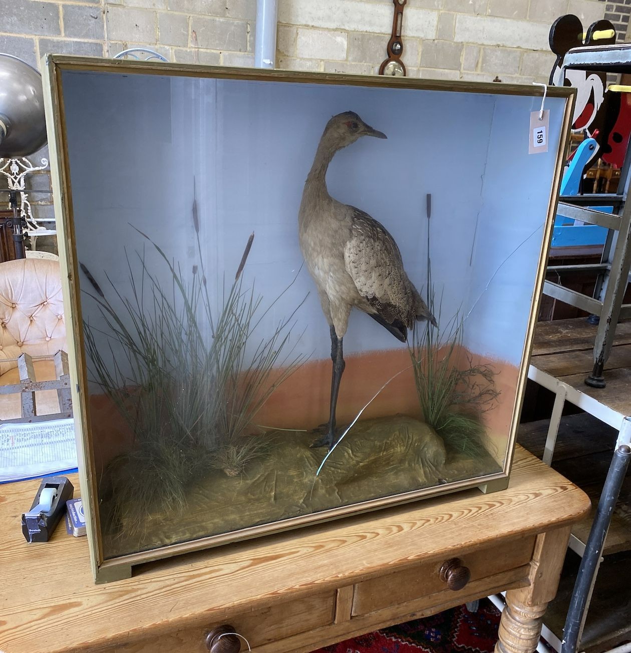 A cased taxidermic wading bird, case length 86cm, depth 22cm, height 81cm